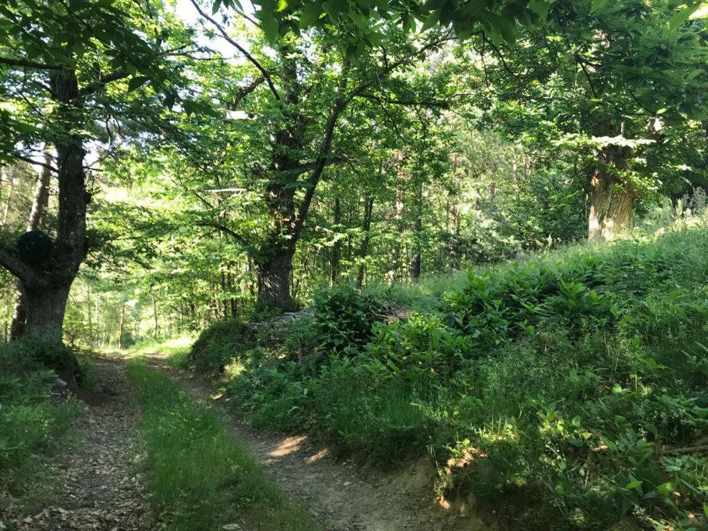 Les Grangeonnes, Gites Nature, Piscine, Bain Nordique, Sauna Pour Accueil Familiale Ou De Groupe Saint-Basile エクステリア 写真